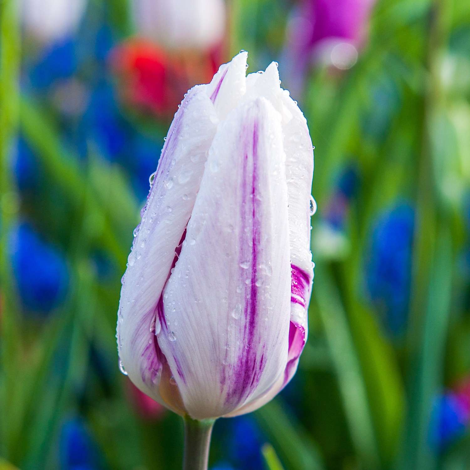 Tulppaani 'Flaming Flag'